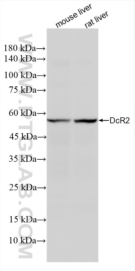 Western Blot (WB) analysis of various lysates using DcR2 Recombinant antibody (85425-2-RR)
