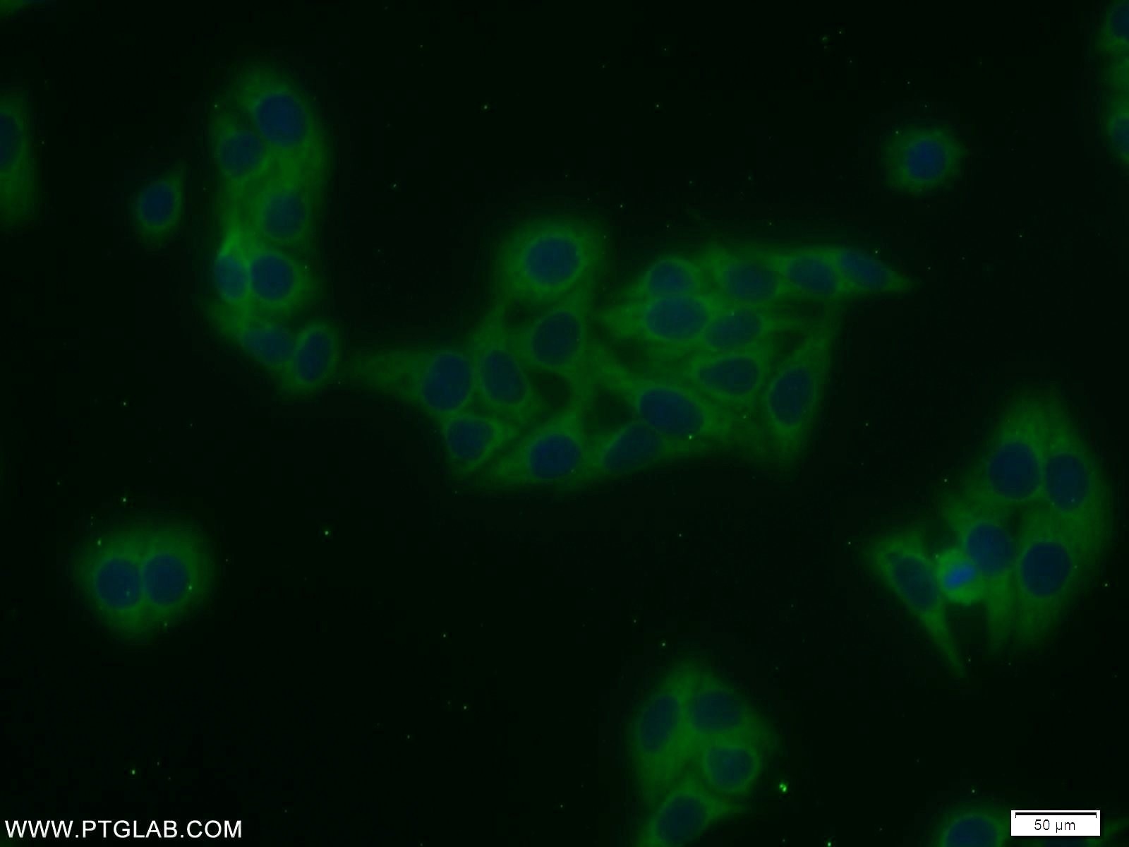 Immunofluorescence (IF) / fluorescent staining of HepG2 cells using TRAIP Polyclonal antibody (10332-1-AP)