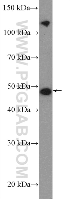 Western Blot (WB) analysis of HepG2 cells using TRAIP Polyclonal antibody (10332-1-AP)
