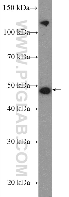 Western Blot (WB) analysis of HepG2 cells using TRAIP Polyclonal antibody (10332-1-AP)