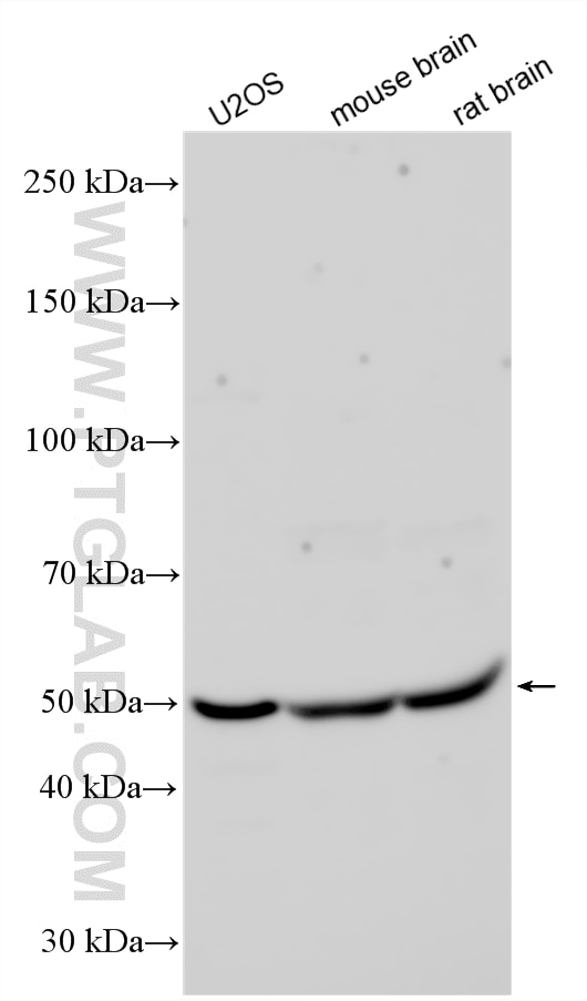 Western Blot (WB) analysis of various lysates using TRAIP Polyclonal antibody (10332-1-AP)