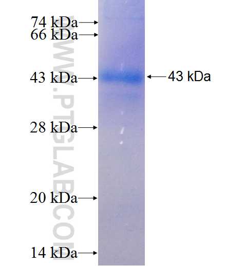 TRAK1 fusion protein Ag5055 SDS-PAGE