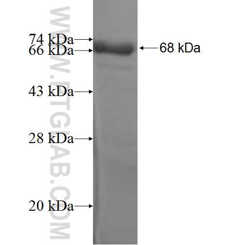 TRAK2 fusion protein Ag4753 SDS-PAGE