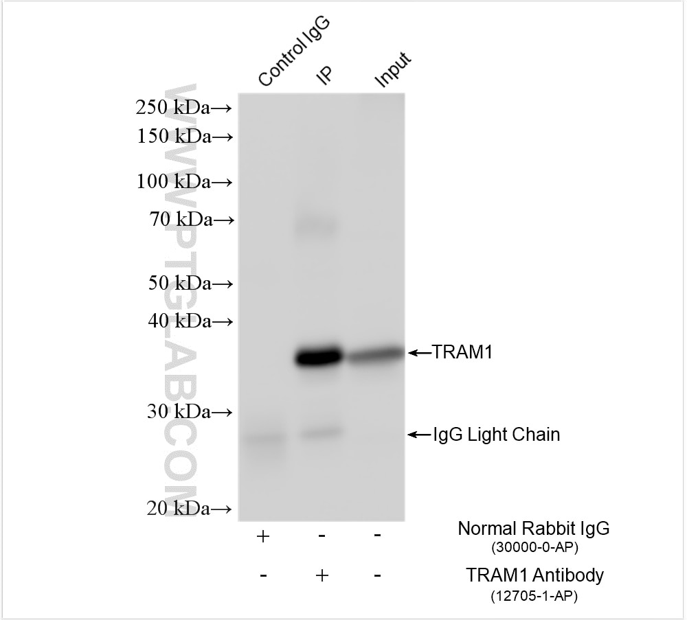 Immunoprecipitation (IP) experiment of mouse pancreas tissue using TRAM1 Polyclonal antibody (12705-1-AP)