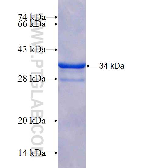 TRAM1 fusion protein Ag3384 SDS-PAGE