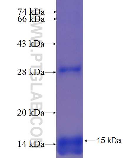 TRAM1 fusion protein Ag4382 SDS-PAGE