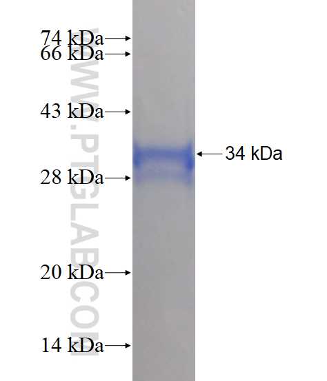 TRAM2 fusion protein Ag4144 SDS-PAGE