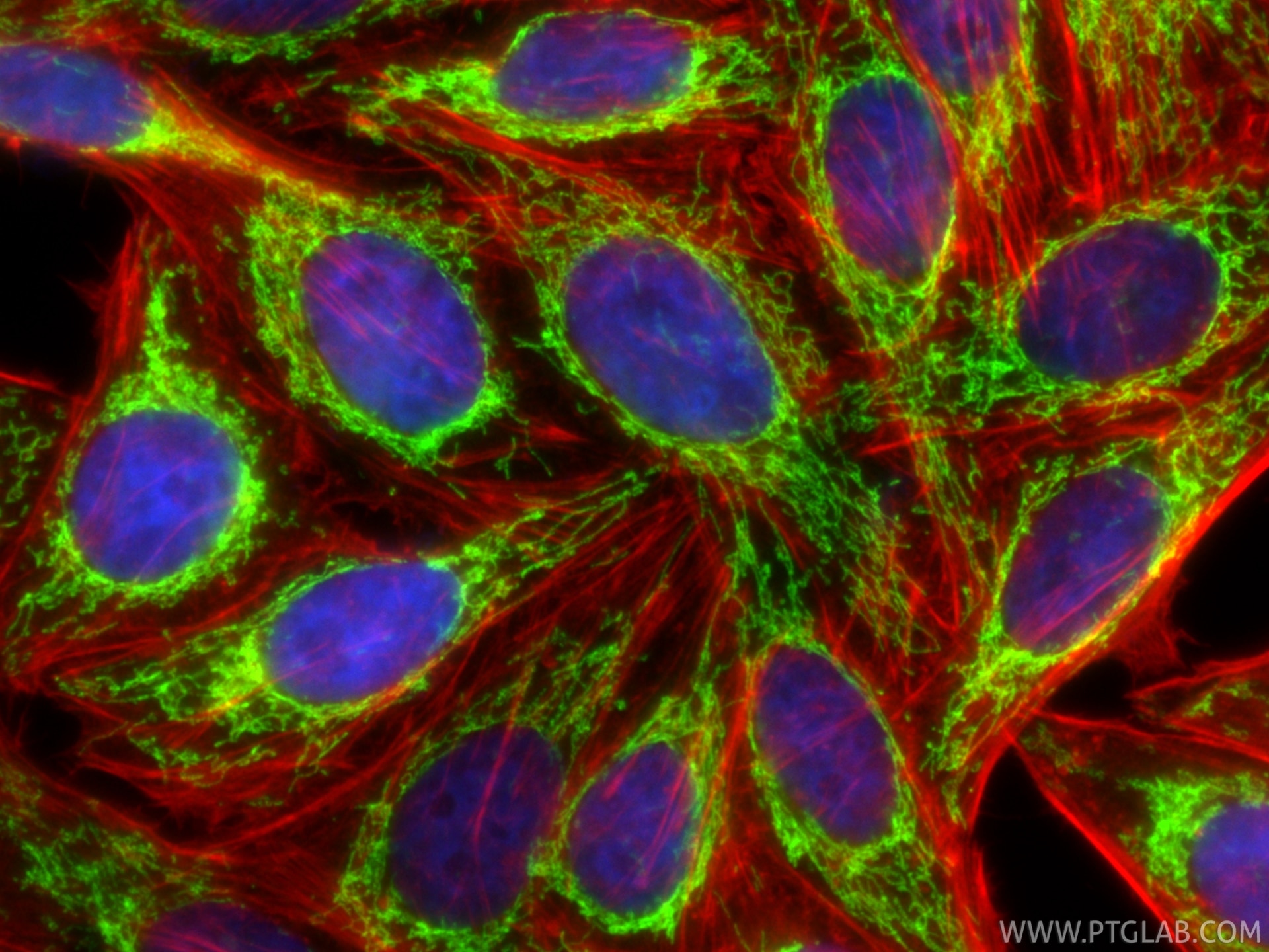 Immunofluorescence (IF) / fluorescent staining of HepG2 cells using TRAP1 Polyclonal antibody (10325-1-AP)