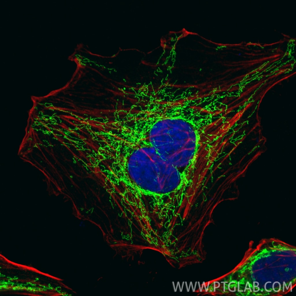 Immunofluorescence (IF) / fluorescent staining of HepG2 cells using TRAP1 Polyclonal antibody (10325-1-AP)