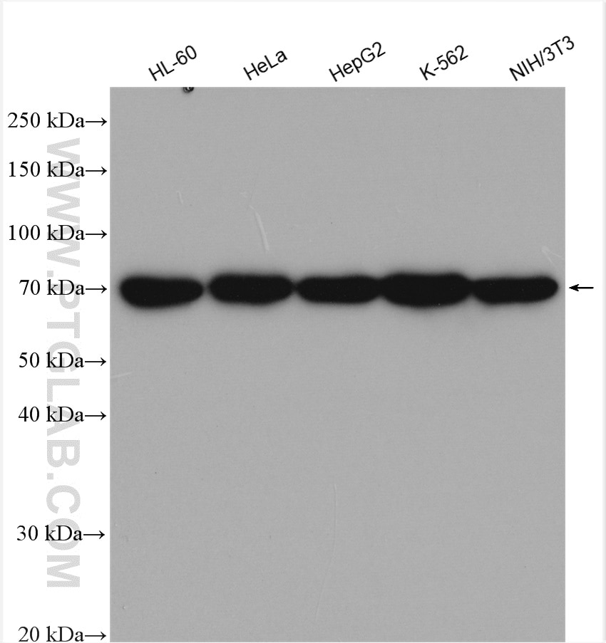 Western Blot (WB) analysis of various lysates using TRAP1 Polyclonal antibody (10325-1-AP)