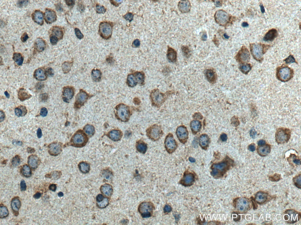 IHC staining of mouse brain using 67693-1-Ig