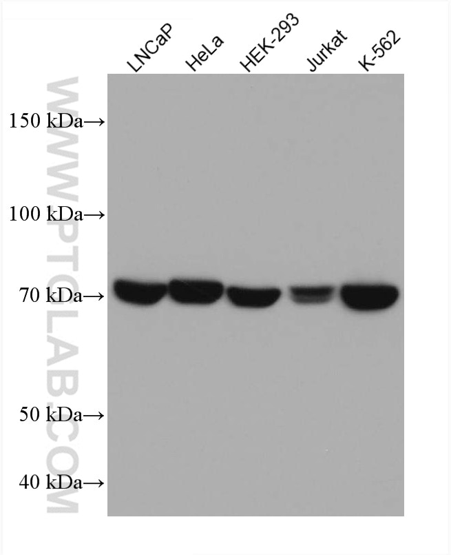Western Blot (WB) analysis of various lysates using TRAP1 Monoclonal antibody (67693-1-Ig)