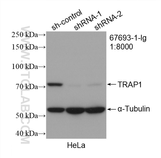 Western Blot (WB) analysis of HeLa cells using TRAP1 Monoclonal antibody (67693-1-Ig)