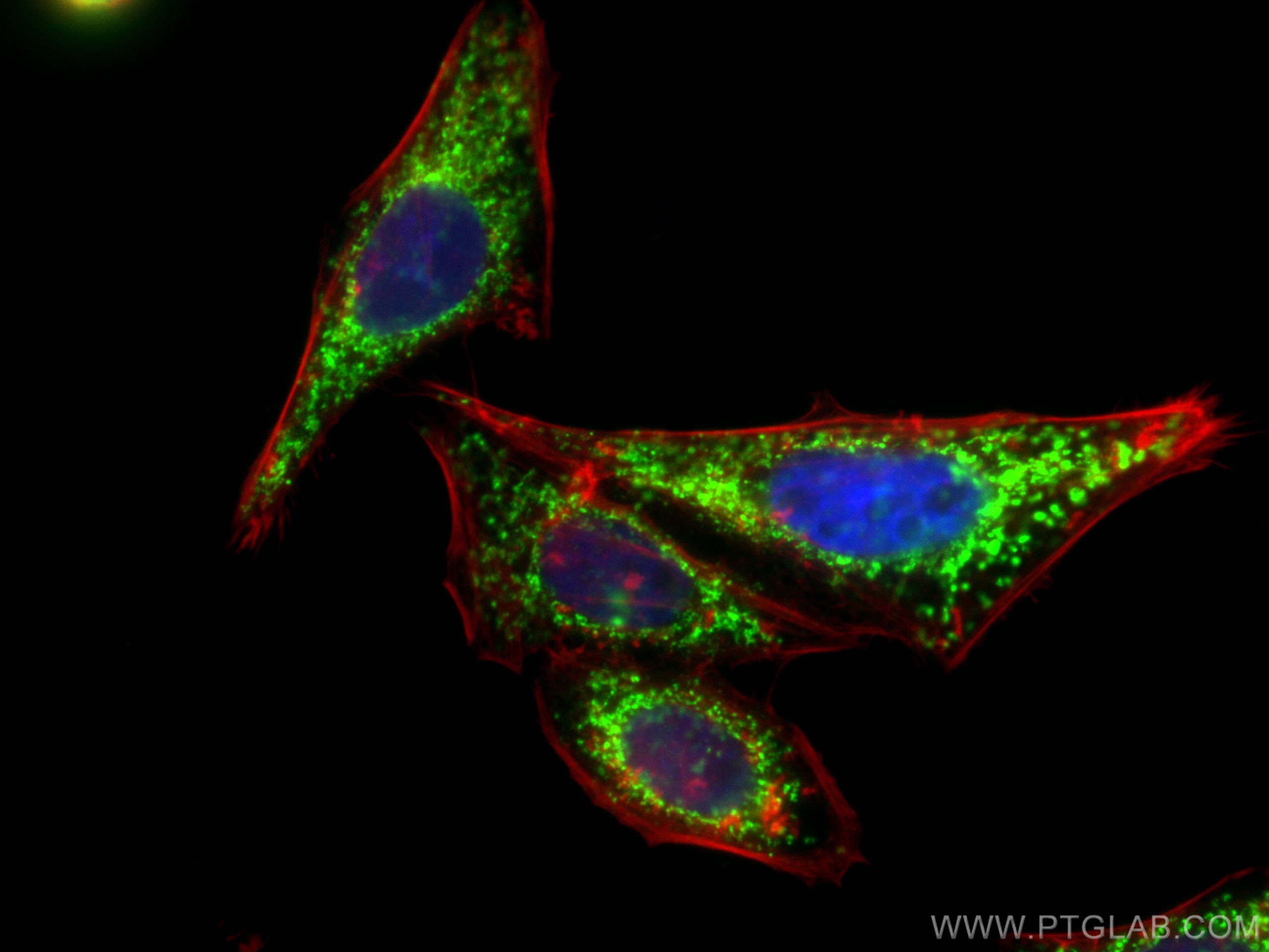 Immunofluorescence (IF) / fluorescent staining of HepG2 cells using CoraLite® Plus 488-conjugated TRAP1 Polyclonal ant (CL488-10325)