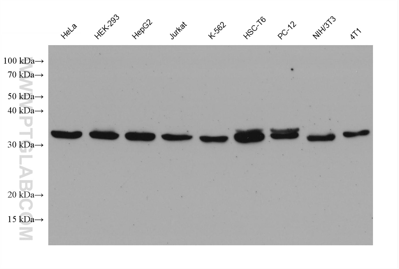 Western Blot (WB) analysis of various lysates using TRAPA/SSR1 Monoclonal antibody (67925-1-Ig)