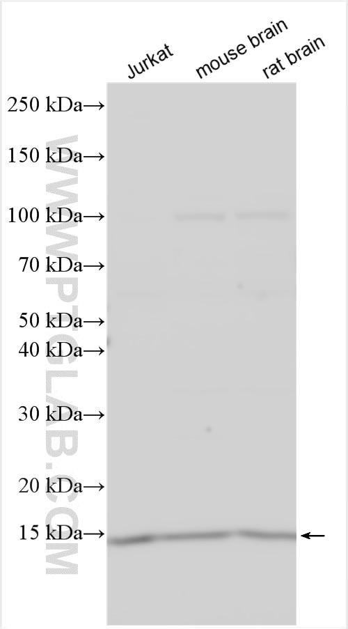 Western Blot (WB) analysis of various lysates using TRAPPC1 Polyclonal antibody (13868-1-AP)