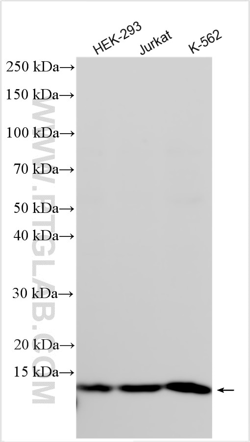 Western Blot (WB) analysis of various lysates using TRAPPC1 Polyclonal antibody (19598-1-AP)