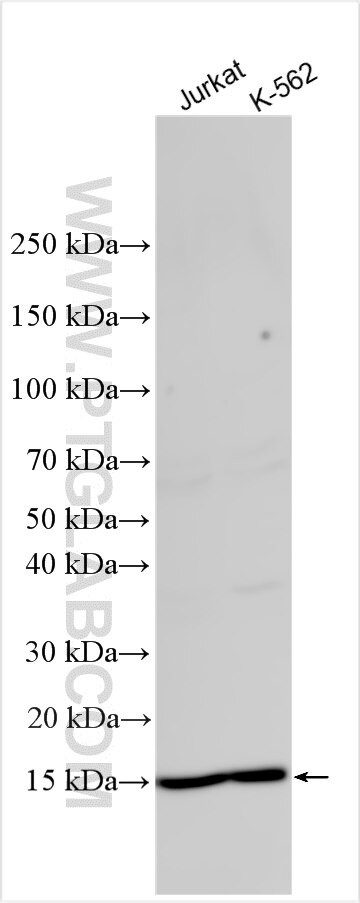 Western Blot (WB) analysis of various lysates using TRAPPC1 Polyclonal antibody (19598-1-AP)