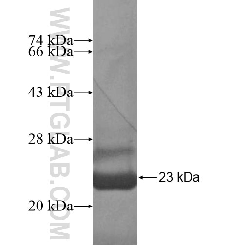 TRAPPC1 fusion protein Ag5608 SDS-PAGE