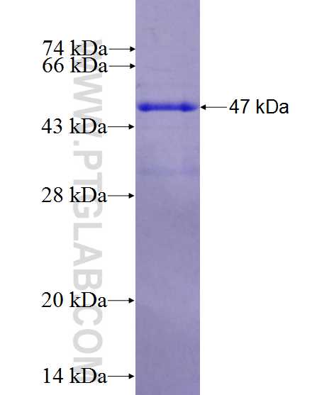 TRAPPC10 fusion protein Ag26900 SDS-PAGE