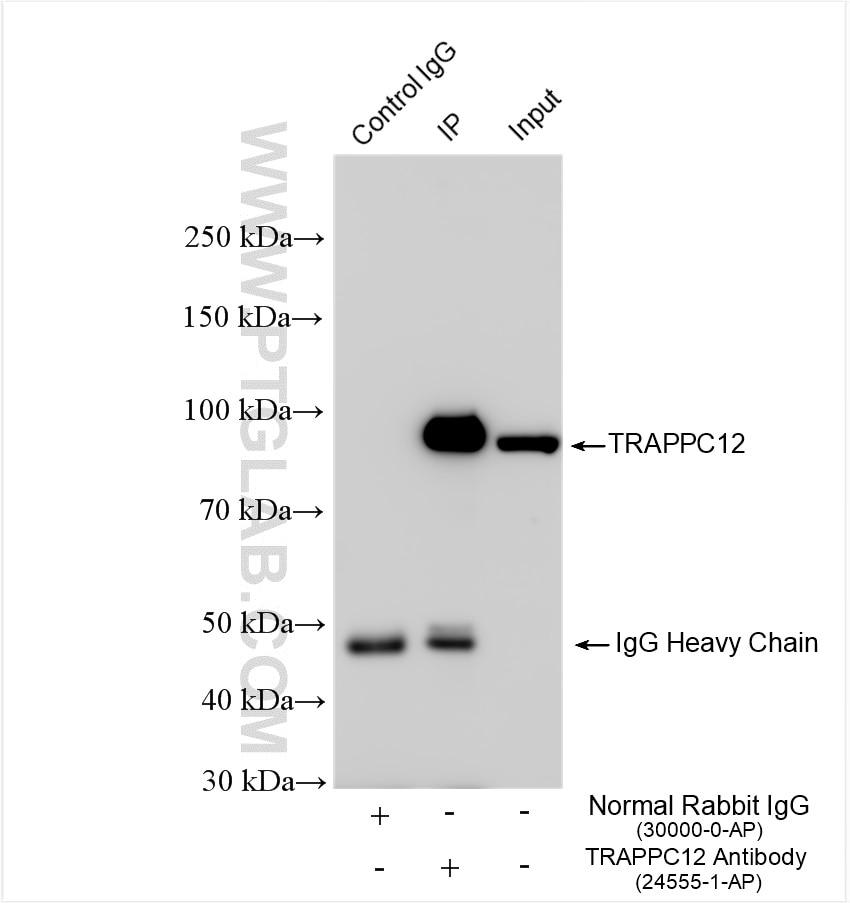 Immunoprecipitation (IP) experiment of K-562 cells using TRAPPC12 Polyclonal antibody (24555-1-AP)