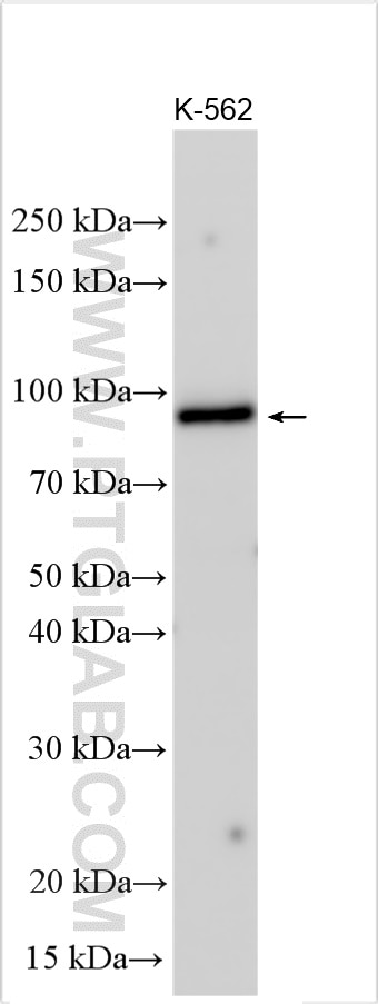 Western Blot (WB) analysis of various lysates using TRAPPC12 Polyclonal antibody (24555-1-AP)