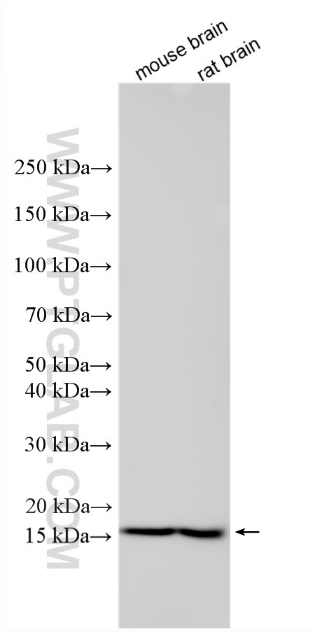 Western Blot (WB) analysis of various lysates using TRAPPC2 Polyclonal antibody (12484-1-AP)