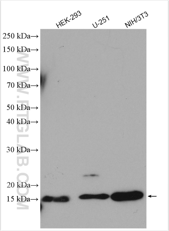 Western Blot (WB) analysis of various lysates using TRAPPC2L Polyclonal antibody (25282-1-AP)