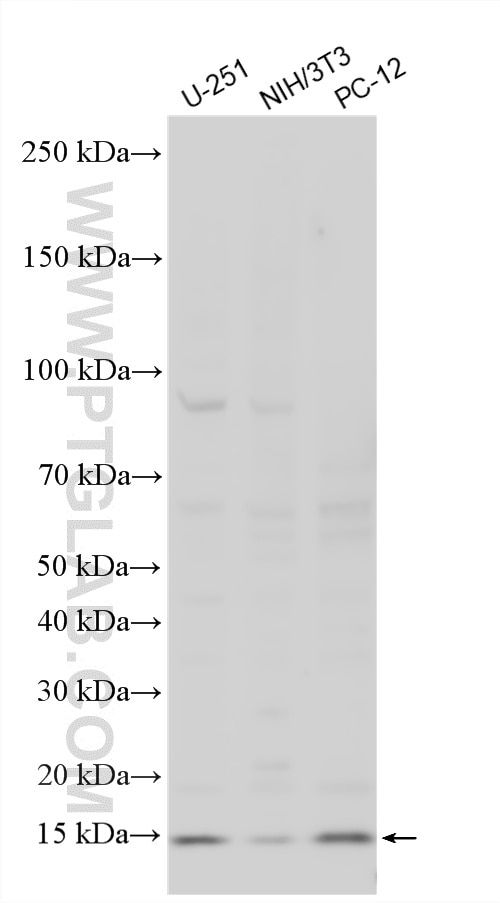 Western Blot (WB) analysis of various lysates using TRAPPC2L Polyclonal antibody (25282-1-AP)