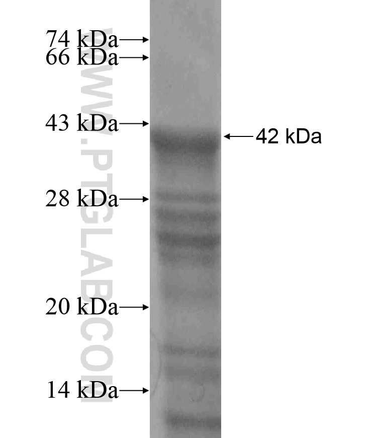 TRAPPC2L fusion protein Ag16890 SDS-PAGE