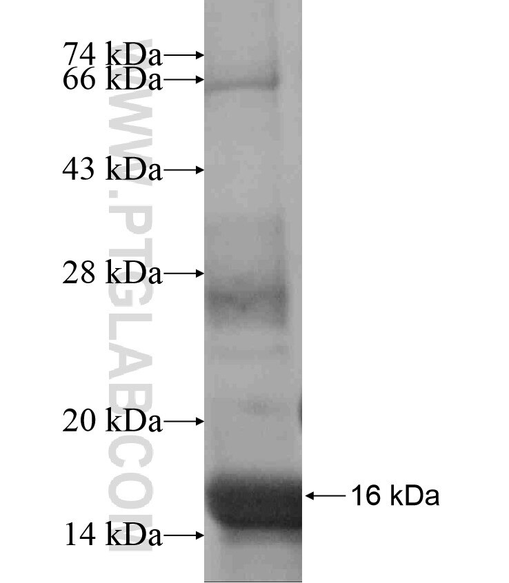 TRAPPC2L fusion protein Ag17459 SDS-PAGE
