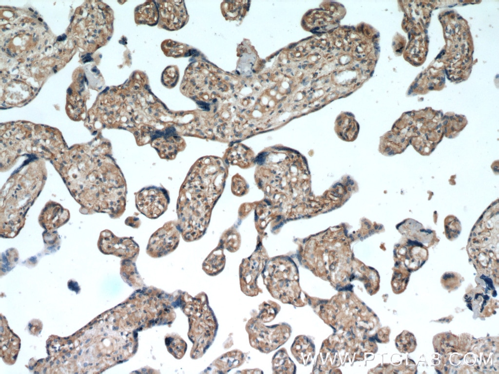 IHC staining of human placenta using 15555-1-AP