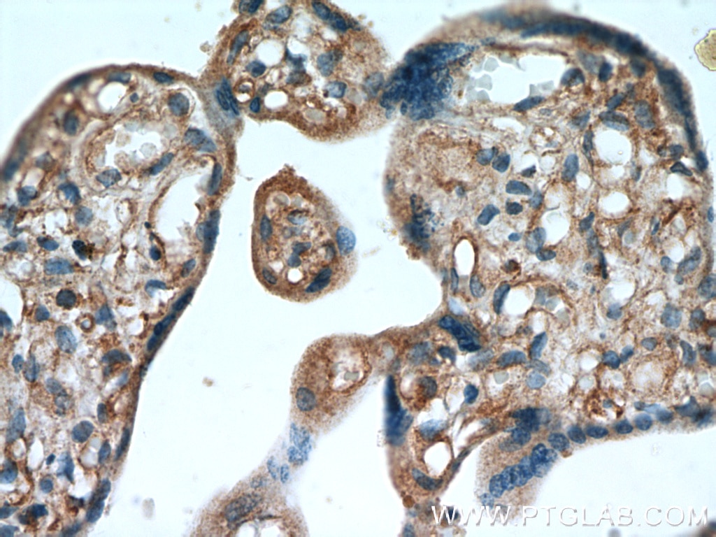 IHC staining of human placenta using 15555-1-AP