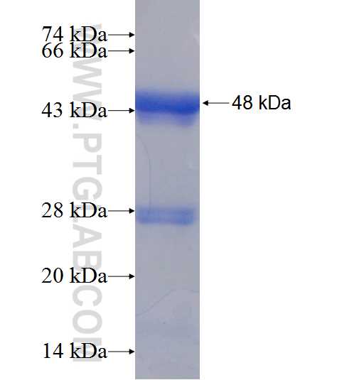 TRAPPC3 fusion protein Ag7924 SDS-PAGE