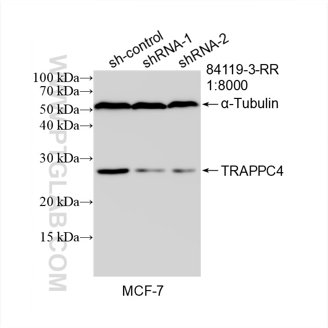 Western Blot (WB) analysis of MCF-7 cells using TRAPPC4 Recombinant antibody (84119-3-RR)