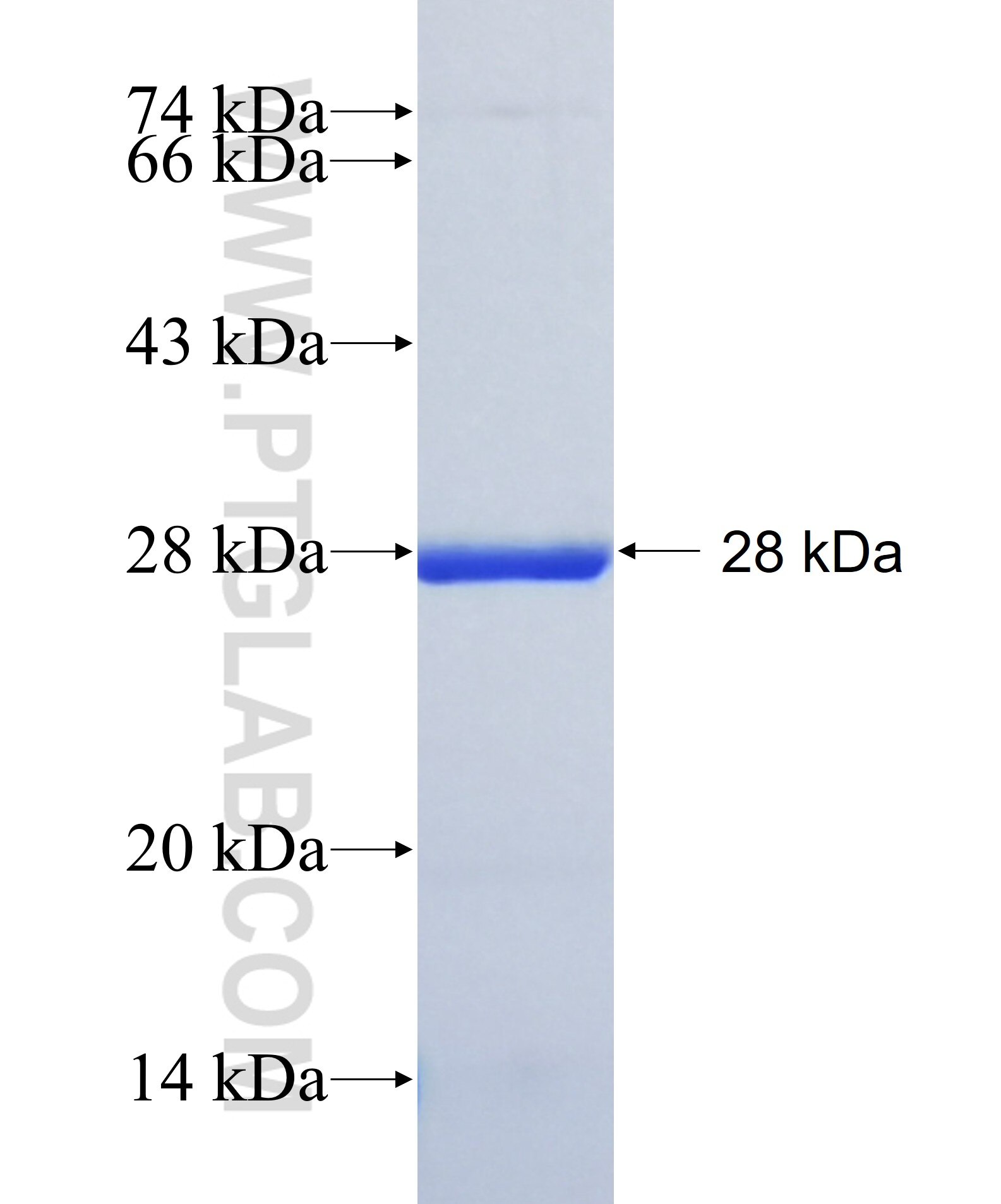 TRAPPC4 fusion protein Ag27719 SDS-PAGE