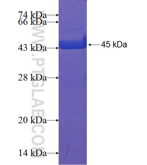 TRAPPC6A fusion protein Ag7373 SDS-PAGE