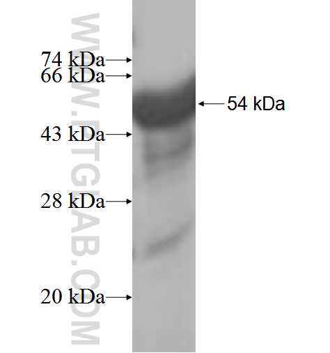 TRAT1 fusion protein Ag4023 SDS-PAGE