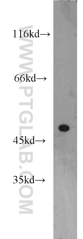 WB analysis of HepG2 using 15753-1-AP