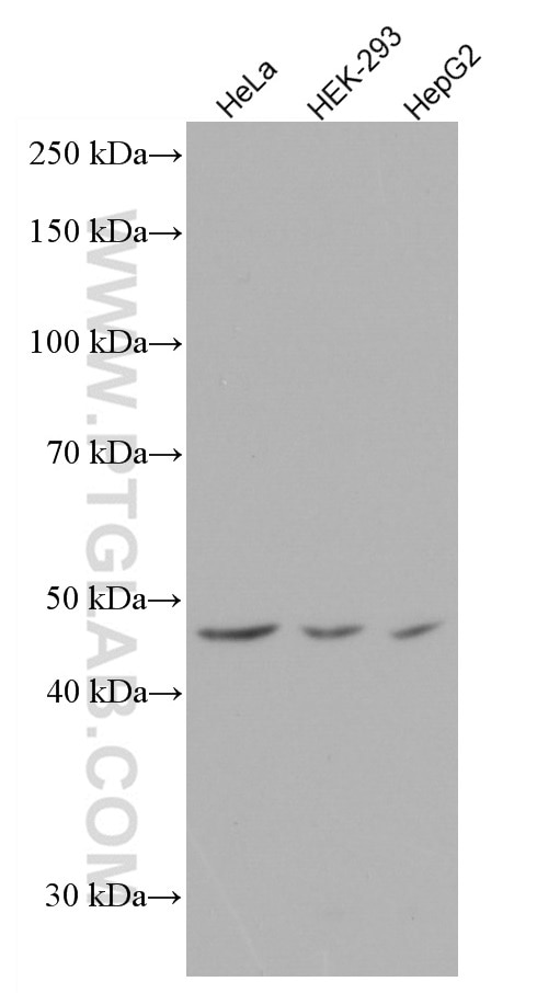 Western Blot (WB) analysis of various lysates using TRBP Monoclonal antibody (66792-1-Ig)