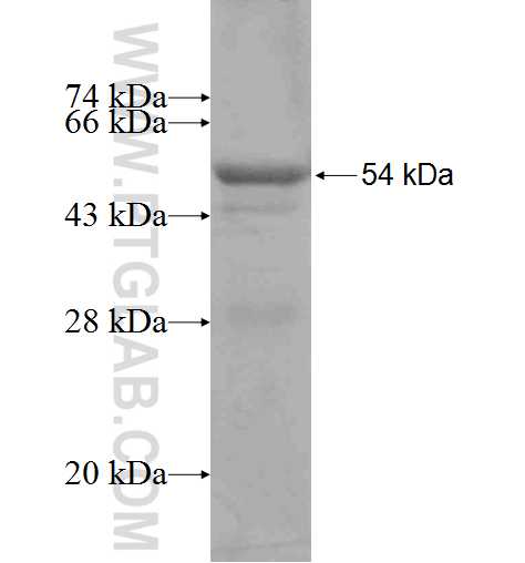 TRBV5-4 fusion protein Ag4337 SDS-PAGE