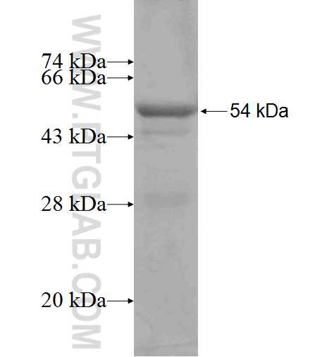 TRBV5-4 fusion protein Ag4337 SDS-PAGE