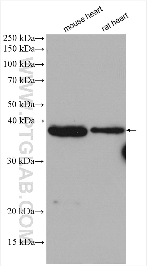 Western Blot (WB) analysis of various lysates using TRDN Polyclonal antibody (26607-1-AP)