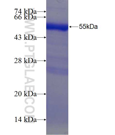 TRDN fusion protein Ag24294 SDS-PAGE