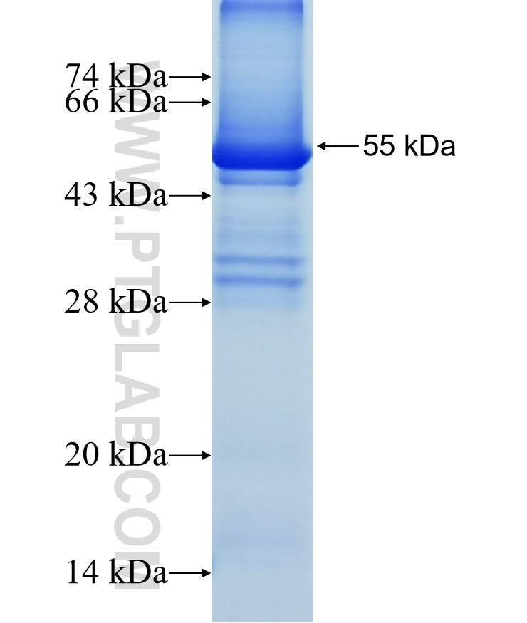 TRDV2 fusion protein Ag4560 SDS-PAGE