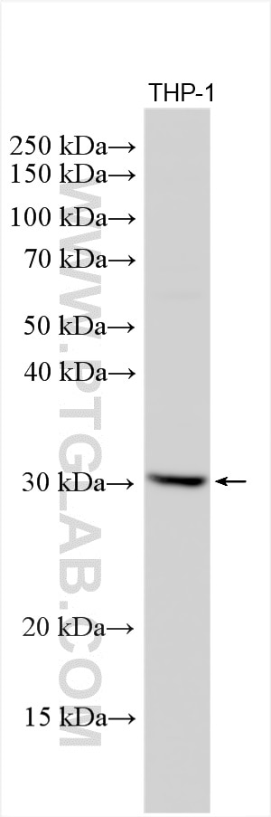 Western Blot (WB) analysis of various lysates using TREM1 Polyclonal antibody (30496-1-AP)