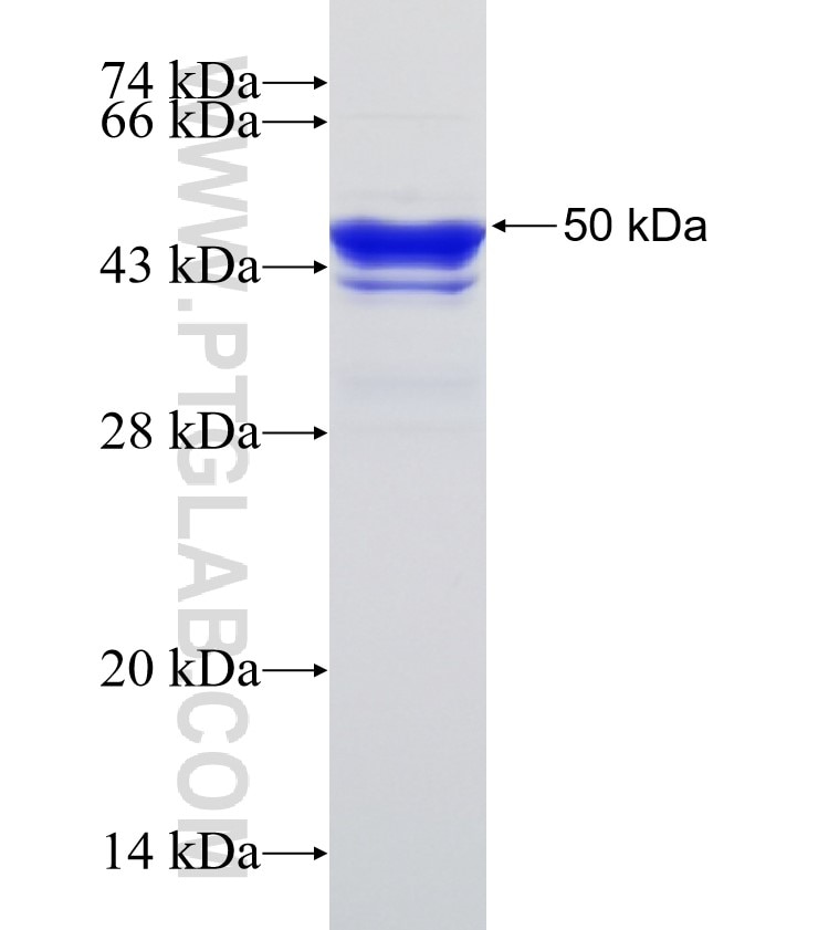 TREM1 fusion protein Ag32967 SDS-PAGE