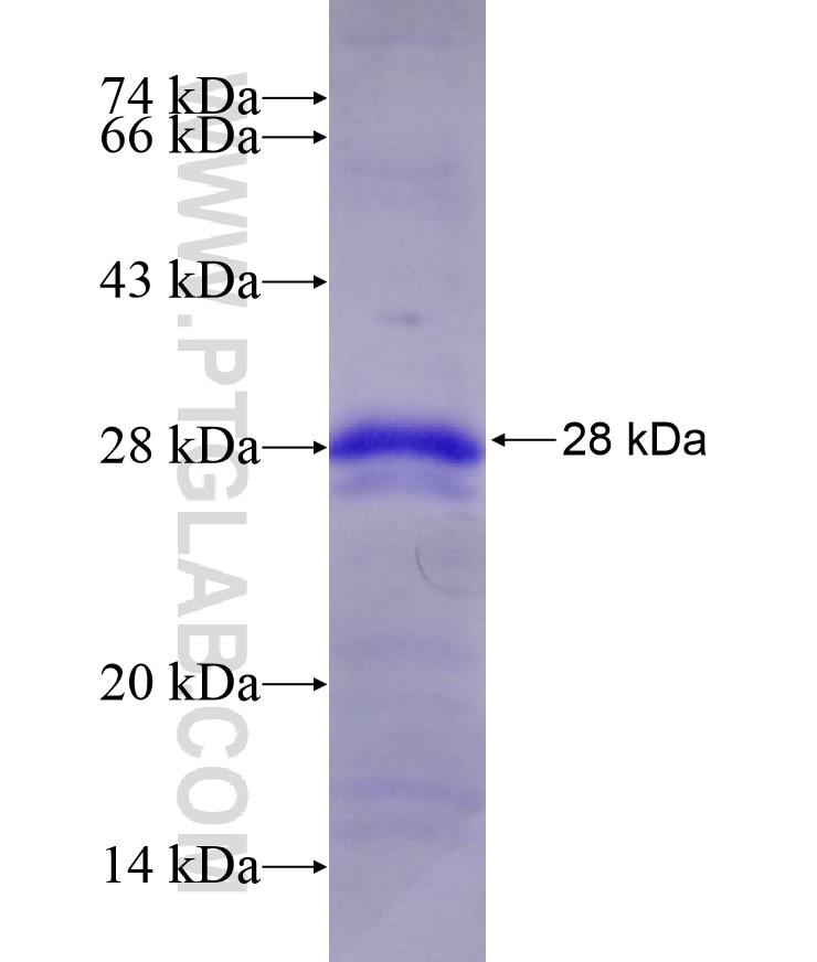 TREM1 fusion protein Ag17269 SDS-PAGE