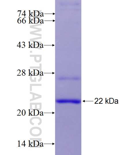 TREM2 fusion protein Ag26319 SDS-PAGE