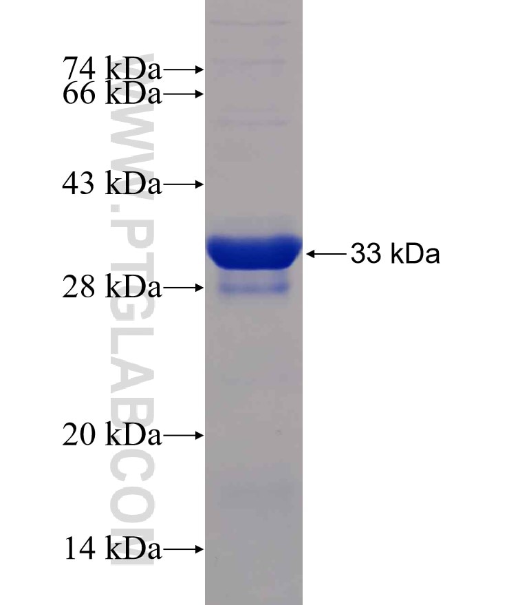TREM2 fusion protein Ag30813 SDS-PAGE